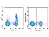 PE Anti-Human CD25 Antibody[BC96] 