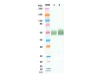 IBT Bioservices Rabbit anti-Lassa Virus (LASV) GP pAb