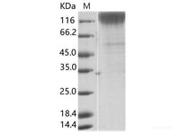 Recombinant ZIKV (strain Zika SPH2016) Stem/anchor domain of flavivirus envelope glycoprotein E protein (Fc Tag)