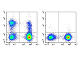 APC Anti-Human CD56/NCAM Antibody[B-A19]
