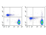 PE Anti-Human CD193/CCR3 Antibody[5E8]
