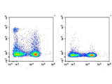 APC Anti-Rat CD161 Antibody[3.2.3]
