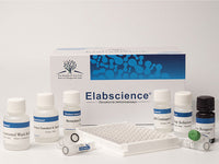 BH2(Dihydrobiopterin) ELISA Kit