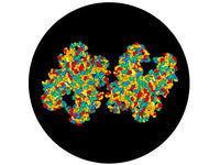 IBT Bioservices Diptheria Toxin CRM197 Mutant Vaccine Carrier Protein