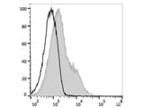 PE/Elab Fluor® 594 Anti-Mouse CD86 Antibody[GL-1]