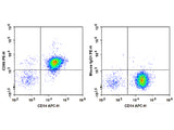 PE Anti-Human CD86 Antibody[BU63]