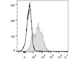 FITC Anti-Mouse CD54 Antibody[YN1/1.7.4]