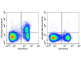 Elab Fluor® 647 Anti-Mouse CD73 Antibody[TY/23]