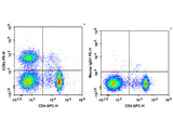 PE Anti-Rat CD8a Antibody[OX-8]