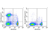 PE/Cyanine7 Anti-Rat CD8a Antibody[OX-8]