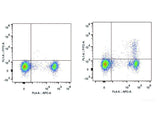 FITC Anti-Mouse CD25 Antibody[PC-61.5.3]