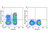 Elab Fluor® 488 Anti-Human CD197/CCR7 Antibody[G043H7]