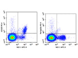 PE Anti-Mouse CD335/NKp46 Antibody[29A1.4]