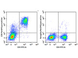 PerCP/Cyanine5.5 Anti-Mouse CD5 Antibody[53-7.3]