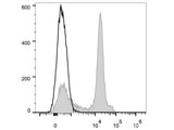 APC Anti-Mouse CD38 Antibody[NIMR5]