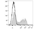 PE Anti-Mouse IL-6 Antibody[MP5-20F3]