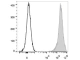 FITC Anti-Rat CD90/Mouse CD90.1 Antibody[OX-7]