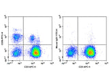 FITC Anti-Human CD56/NCAM Antibody[5.1H11]