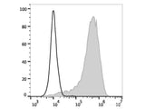 FITC Anti-Mouse CD107a/LAMP-1 Antibody[1D4B]