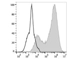 PerCP/Cyanine5.5 Anti-Mouse CD107a/LAMP-1 Antibody[1D4B]