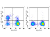 Elab Fluor® 488 Anti-Human CD56/NCAM Antibody[MY31]