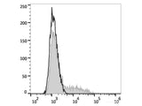 PE Anti-Mouse IL-17A Antibody[17F3]