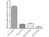 Myeloperoxidase (MPO) Peroxidation Activity Fluorometric Assay Kit - MSE Supplies LLC