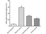 Monoamine Oxidase (MAO) Activity Assay Kit - MSE Supplies LLC