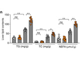 Non-esterified Free Fatty Acids (NEFA) Colorimetric Assay Kit - MSE Supplies LLC