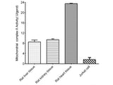 Mitochondrial Complex II Activity Assay  Kit - MSE Supplies LLC