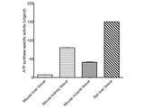 Mitochondrial Complex Ⅴ (F0F1-ATPase/ATP Synthase) Activity Assay Kit - MSE Supplies LLC