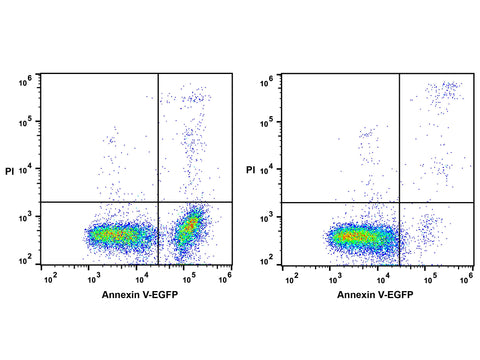 Annexin V-EGFP Reagent