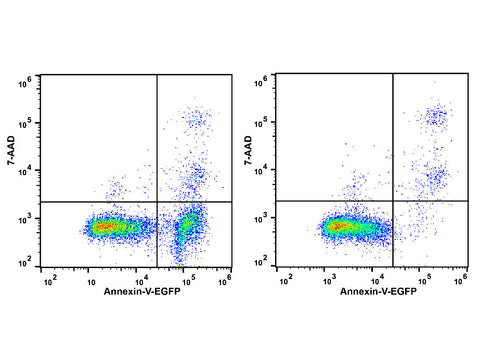 Annexin V-EGFP/7-AAD Apoptosis Kit - MSE Supplies LLC