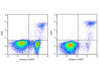 Annexin V-EGFP/DAPI Apoptosis Kit - MSE Supplies LLC