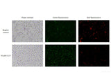 Mitochondrial Membrane Potential Assay Kit (with JC-1) - MSE Supplies LLC