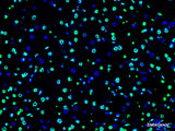 One-step TUNEL In Situ Apoptosis Kit (Green, FITC) - MSE Supplies LLC