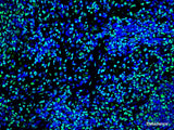 One-step TUNEL In Situ Apoptosis Kit (Green, FITC) - MSE Supplies LLC