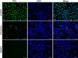 One-step TUNEL In Situ Apoptosis Kit (Green, FITC) - MSE Supplies LLC