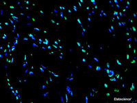 One-step TUNEL In Situ Apoptosis Kit (Green, FITC) - MSE Supplies LLC