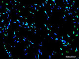 One-step TUNEL In Situ Apoptosis Kit (Green, FITC) - MSE Supplies LLC