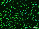 One-step TUNEL In Situ Apoptosis Kit (Green, Elab Fluor® 488) - MSE Supplies LLC