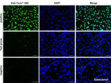 One-step TUNEL In Situ Apoptosis Kit (Green, Elab Fluor® 488) - MSE Supplies LLC