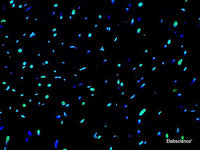 One-step TUNEL In Situ Apoptosis Kit (Green, Elab Fluor® 488) - MSE Supplies LLC