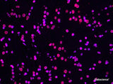 One-step TUNEL In Situ Apoptosis Kit (Red, Elab Fluor® 594) - MSE Supplies LLC