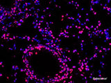 One-step TUNEL In Situ Apoptosis Kit (Red, Elab Fluor® 594) - MSE Supplies LLC