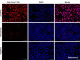 One-step TUNEL In Situ Apoptosis Kit (Red, Elab Fluor® 594) - MSE Supplies LLC