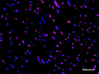 One-step TUNEL In Situ Apoptosis Kit (Red, Elab Fluor® 594) - MSE Supplies LLC