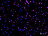 One-step TUNEL In Situ Apoptosis Kit (Red, Elab Fluor® 594) - MSE Supplies LLC