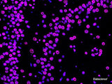 One-step TUNEL In Situ Apoptosis Kit (Red, Elab Fluor® 647) - MSE Supplies LLC