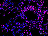 One-step TUNEL In Situ Apoptosis Kit (Red, Elab Fluor® 647) - MSE Supplies LLC